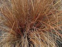 Carex comans 'Bronze Form' GD8