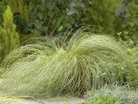 Carex comans 'Frosted Curls' GD8
