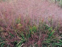 Eragrostis spectabilis GD8