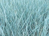 Elymus arenarius glaucus CONT2.5L