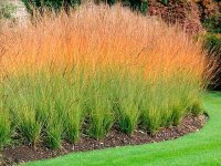 Molinia caerula 'Heidebraut' GD8