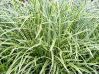 Carex morrowii 'Ice Dance' CONT1L