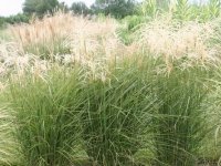 Miscanthus sinensis 'Graziella' CONT2.5L