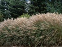 Miscanthus sinensis 'Adagio' - Cont.2.5 Litres