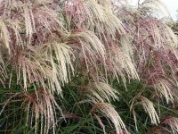 Miscanthus sinensis 'Kascade' CONT2.5L