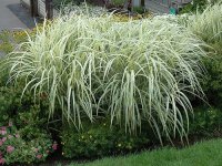 Miscanthus sinensis 'Variegatus' CONT2.5L