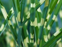 Miscanthus sinensis 'Zebrinus' CONT2.5L