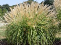 Miscanthus sinensis 'Yaku-Shima' CONT.2.5L