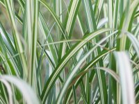 Miscanthus sinensis 'Cabaret' CONT2.5L