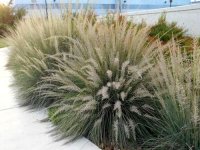 Muhlenbergia lindheimeri CONT2.5L
