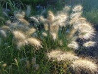 Pennisetum villosum CONT2.5L