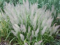 Stipa calamagrostis / Stipa Brachytricum CONT2.5L
