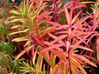 Euphorbia palustris GD8