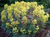 Euphorbia amygdaloides 'Red Wing' GD8