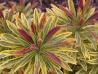 Euphorbia x martinii 'Ascot Rainbow' GD8