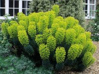 Euphorbia characias 'Wulfenii' GD8
