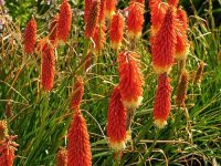 Kniphofia uvaria GD8