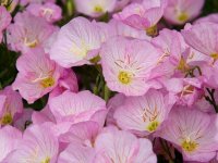 Oenothera speciosa 'Siskiyou' GD8