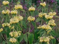 Phlomis russeliana GD8