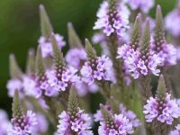 Verbena hastata 'Pink Spires' GD8