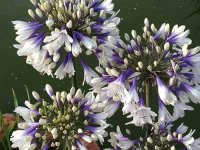 Agapanthus 'Fireworks' CONT2.5L
