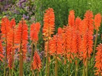 Kniphofia 'Elvira' CONT2.5L