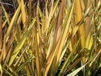 Phormium tenax 'Apricot Queen' CONT2L