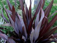 Phormium cookianium 'Black Adder' CONT2.5L