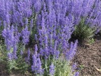 Perovskia atriplicifolia 'Little Spire' CONT2.5L