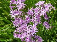 Tulbaghia violacea CONT2.5L