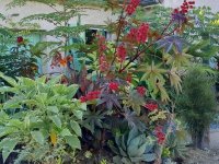 Ricinus communis ‘Carmencita’ Lot 10 graines
