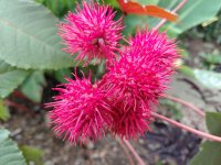 Ricinus communis ‘Carmencita’ Lot 10 graines