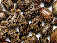 Ricinus communis ‘Carmencita’ Lot 10 graines