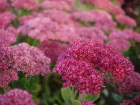 Sedum herbstfreude 'Automn Joy' CONT2.5L