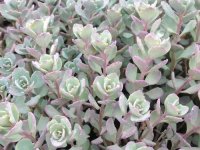 Sedum cauticolas 'Lidakenserge' GD8