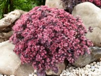Sedum cauticolas 'Lidakenserge' GD8