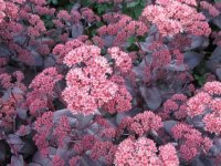 Sedum spectabile 'Purple Emperor' GD8