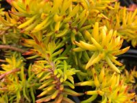 Sedum reflexum 'Yellow Cushion' GD8