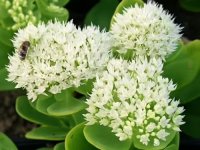 Sedum spectabilis 'Iceberg' GD8