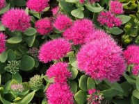 Sedum spectabilis 'Brillant' GD8