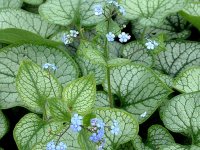 Brunnera macrophylla 'Jack Frost' GD9
