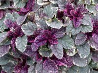 Ajuga reptans 'Burgundy Glow' GD8