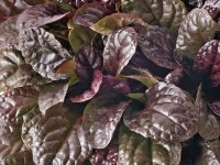 Ajuga reptans 'Elmblut' GD8