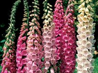 Digitalis purpurea 'Excelsior' GD8