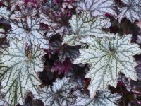 Heuchera 'Blackberry Jam' GD9