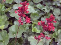 Heuchera sanguinea 'Pluie de Feu' GD8