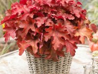 Heuchera 'Cherry Cola' GD9