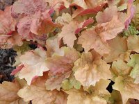 Heuchera 'Crème Brulée' GD9