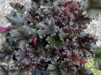 Heuchera 'Dark Secret' GD9