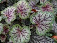 Heuchera 'Green Spice' GD9